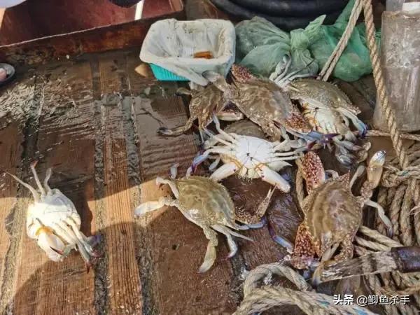 渔民捕捞近5000斤野生大黄鱼,浙江捕获野生大黄鱼