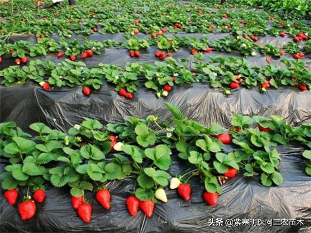 承德德润祥家庭农场,承德市德润祥家庭农场