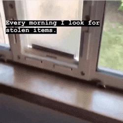 昨晚，我家猫叼来了一件蕾丝内衣…