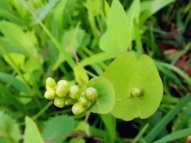 农村常见野花野草,这些野菜农村随处见