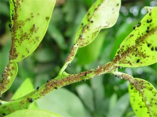 柑桔煤烟病是真菌感染引起的病害，果农要做好基础及化学防治措施