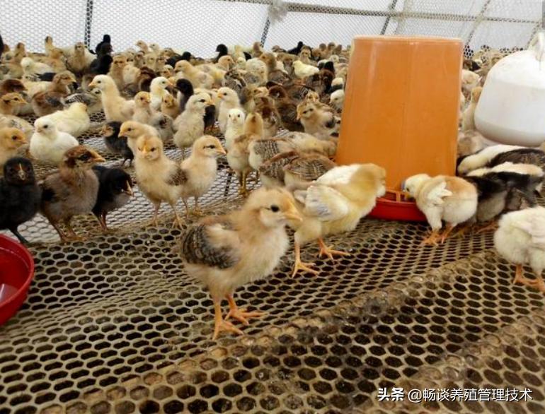 散养鸡养殖技术和管理视频,散养鸡技术与养殖技巧大全