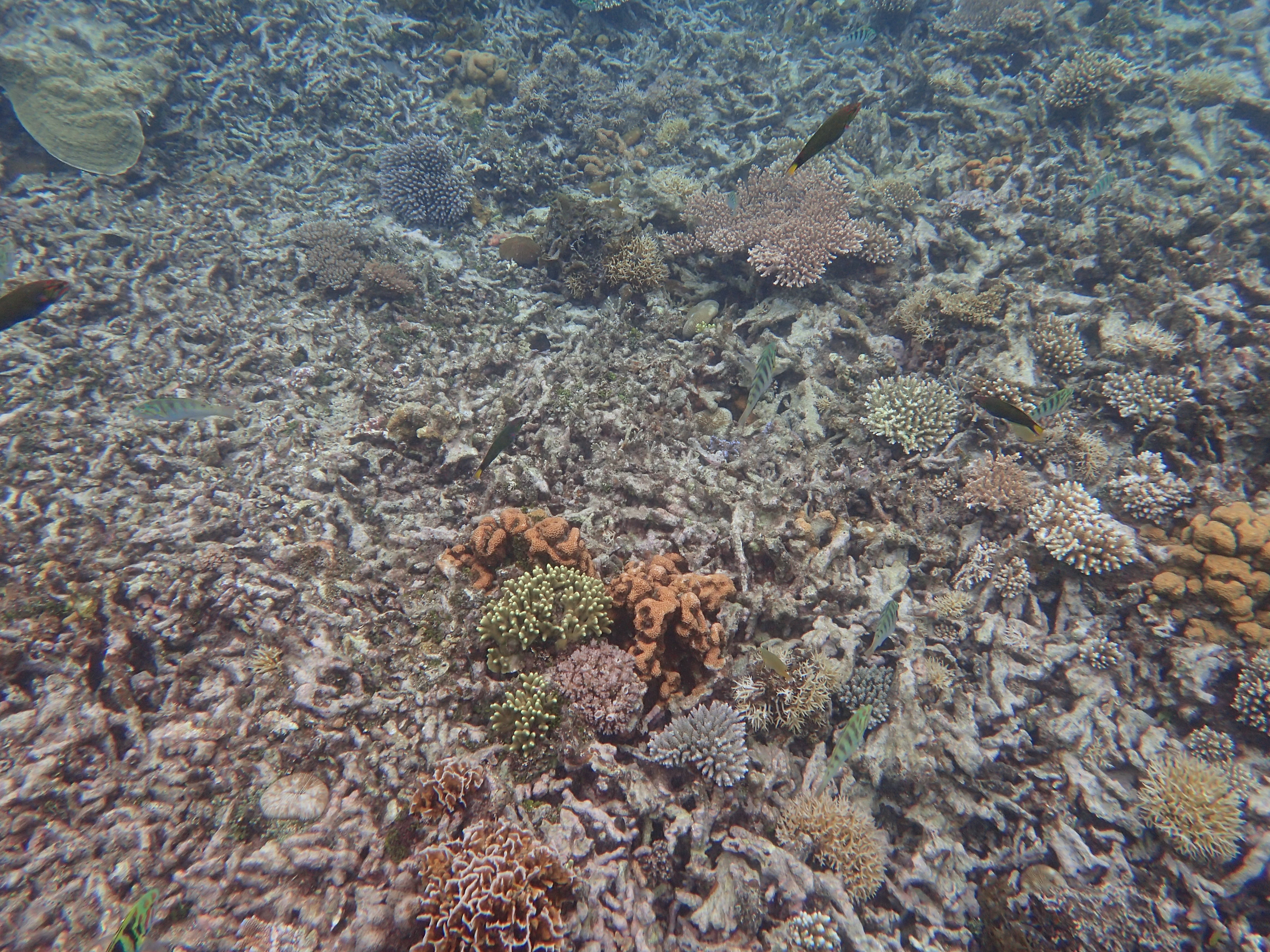 沙巴潜水推荐,马来西亚沙巴潜水哪里好