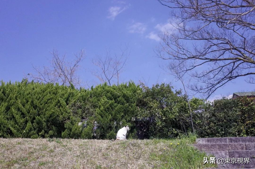 我在京都,攒下一整个春日的绝美樱色送给你。