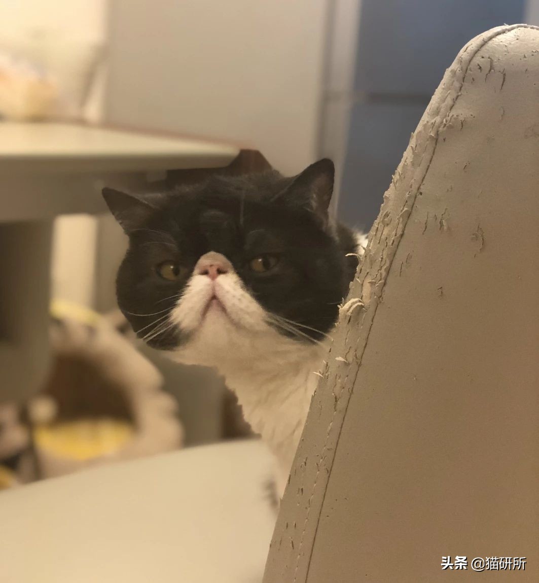 怎么防止猫抓板挠家具,怎样可以防止猫咪抓家具