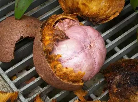 Science•活物誌丨纳尼？这世上还真有炮弹树？！所以能吃吗？