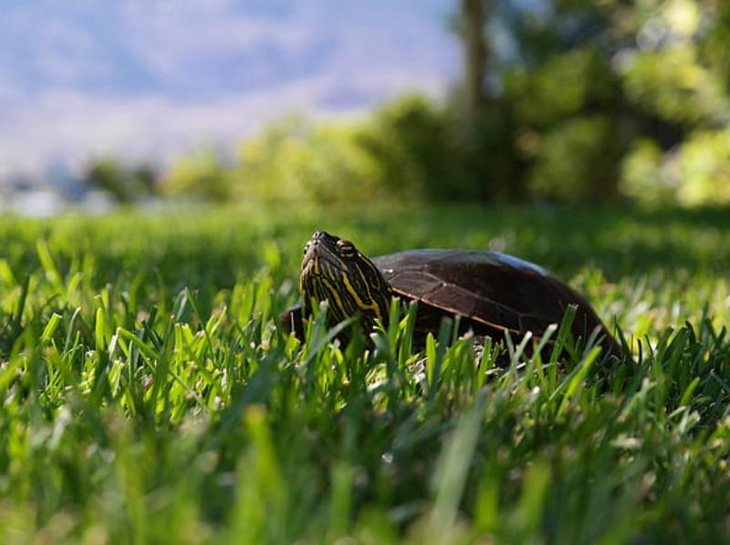 家里乌龟生蛋了怎么处理,一只乌龟生的蛋能孵化出小乌龟吗