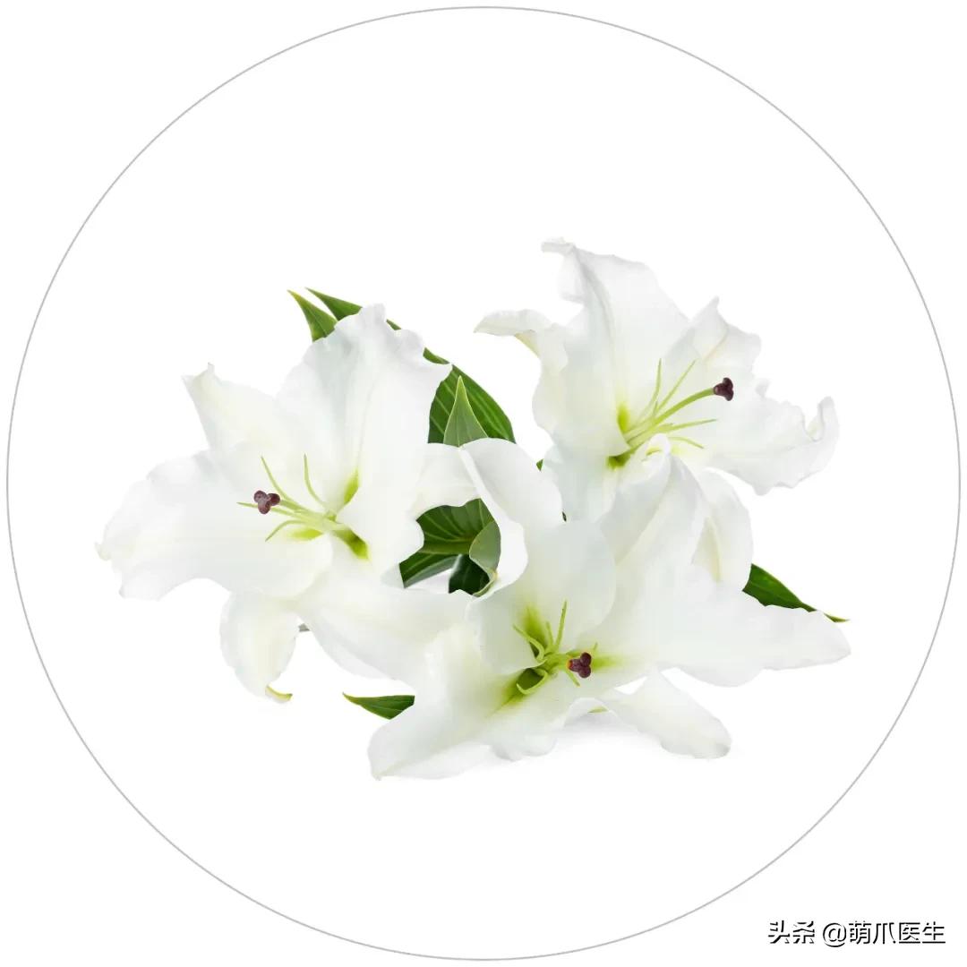 铲屎官们请注意！这些花草不能养，严重可致猫命