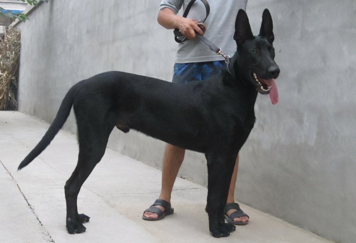 中国人最宜养的六种犬,最难养的六种犬