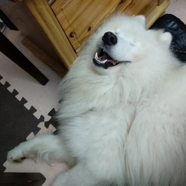 模仿狗狗睡姿,分享下你家狗子的睡姿