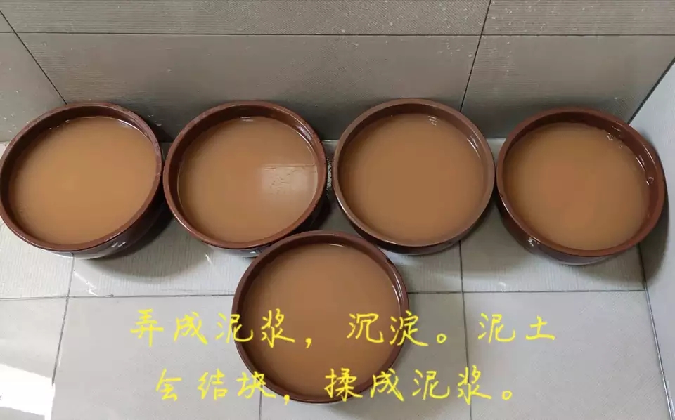 用种子栽培碗莲成长日记,碗莲与鱼在缸中栽培方法