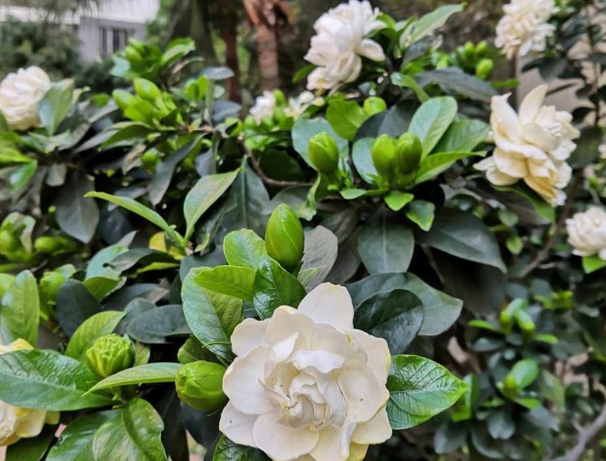 栀子花怎样养护才能养得好,栀子花养殖和护理方法