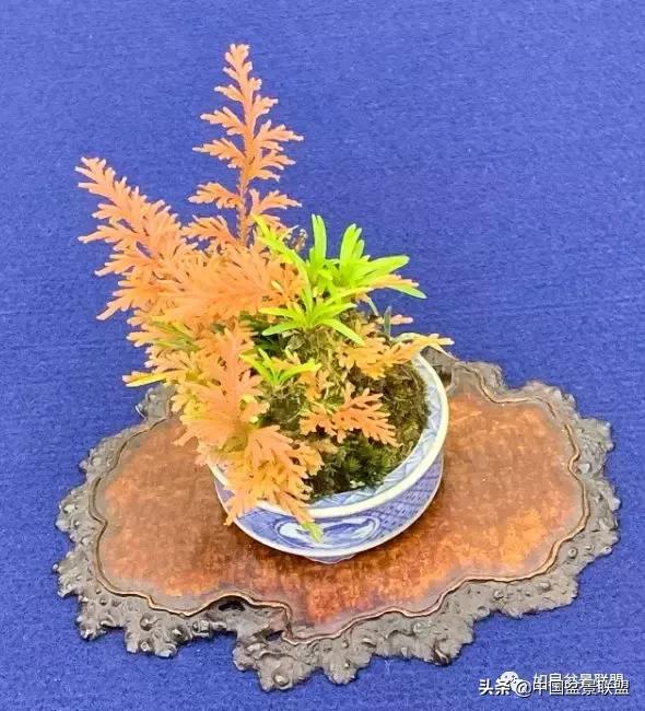 日本盆景巨匠木村正彦作品全程 (木村正彦盆景作品)