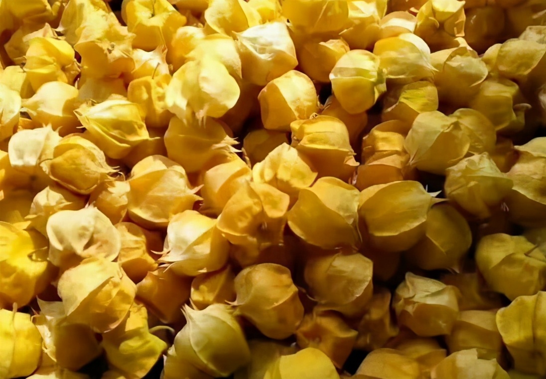 果实像灯笼一样的叫什么,东北水果灯笼果俗称