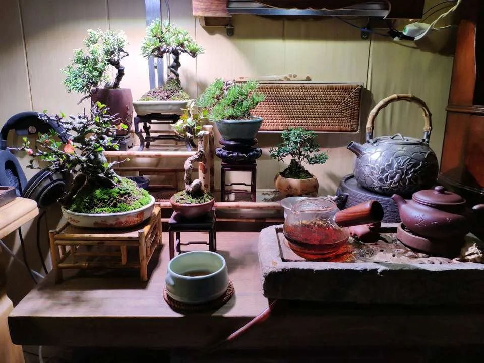 松柏树枝怎么修剪,松柏树修剪造型视频