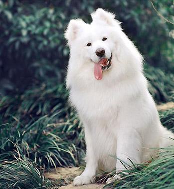 微笑天使萨摩耶剃完毛,微笑天使萨摩耶