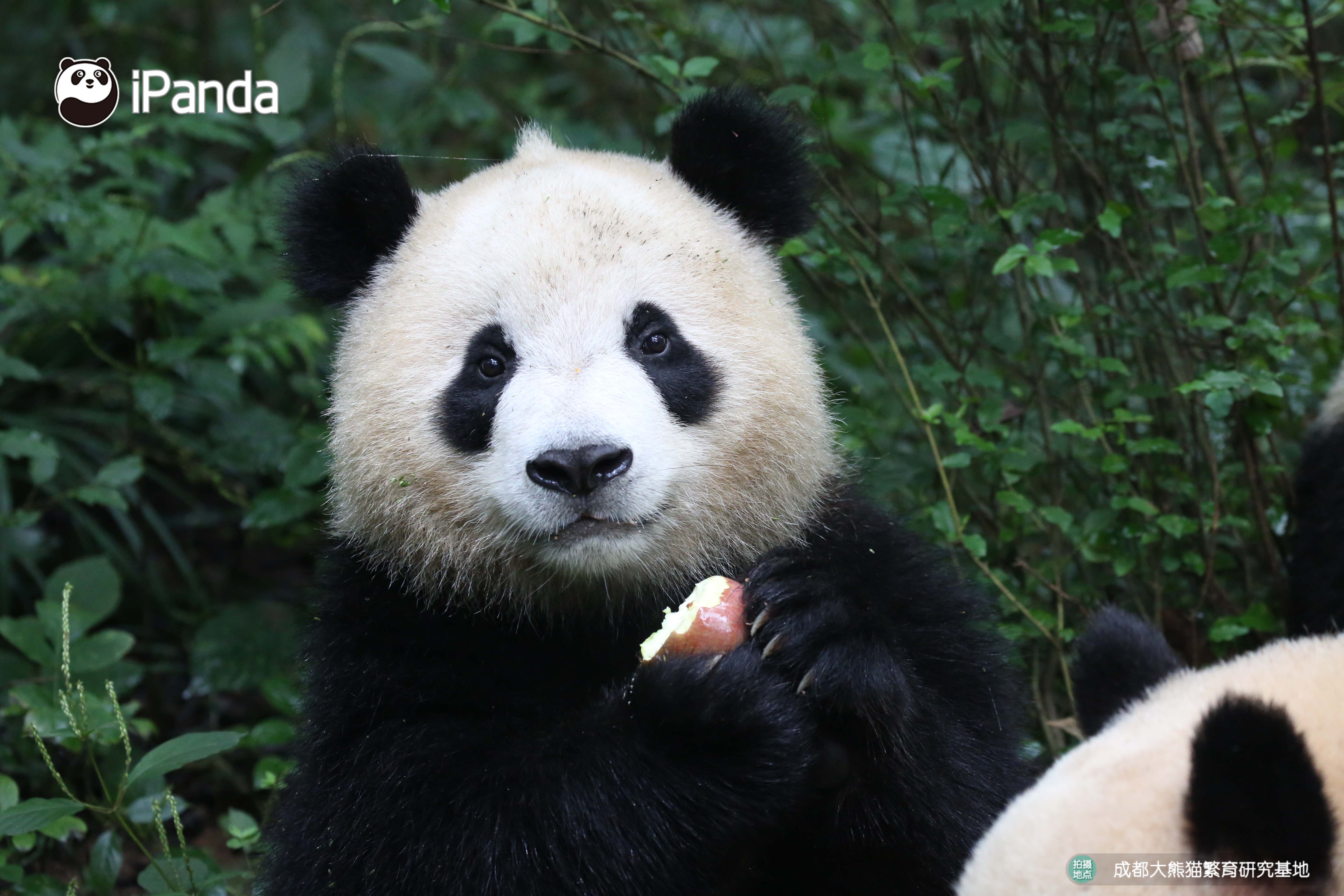 好看的熊头像,好看的熊娃娃