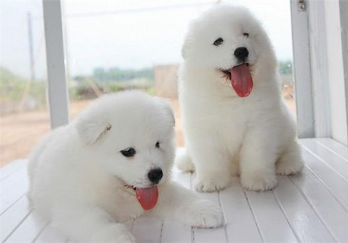 土狗串串萨摩耶还有机会长毛吗,萨摩耶纯种狗和不纯的区别