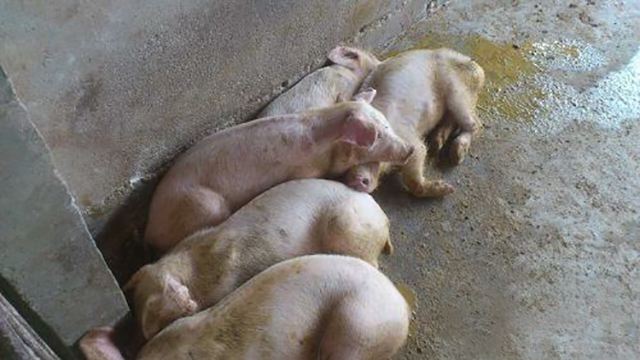 生猪养殖与疾病治疗,养猪猪瘟的最佳治疗