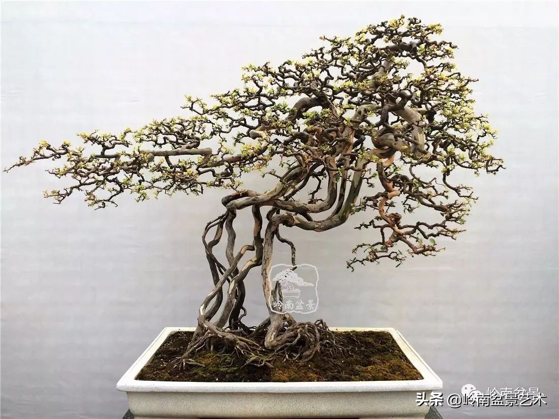 精品雀梅盆景名称,值得收藏的盆景作品欣赏