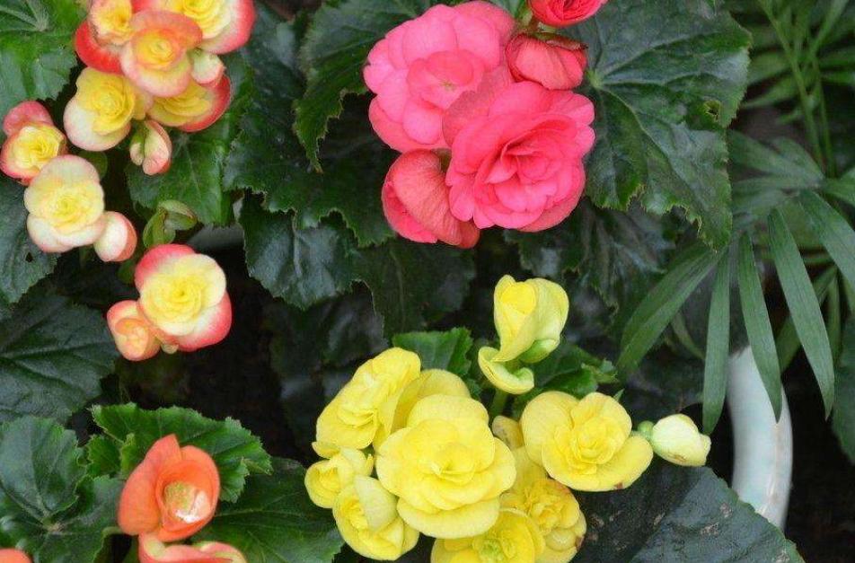 丽格海棠好看不好养？掌握正确的养殖技巧，叶绿花红养得久