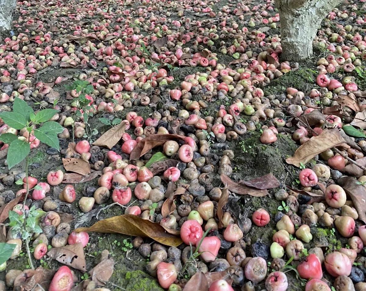 瑞丽一寨两国值得去吗,去瑞丽一寨两国旅游需要护照吗