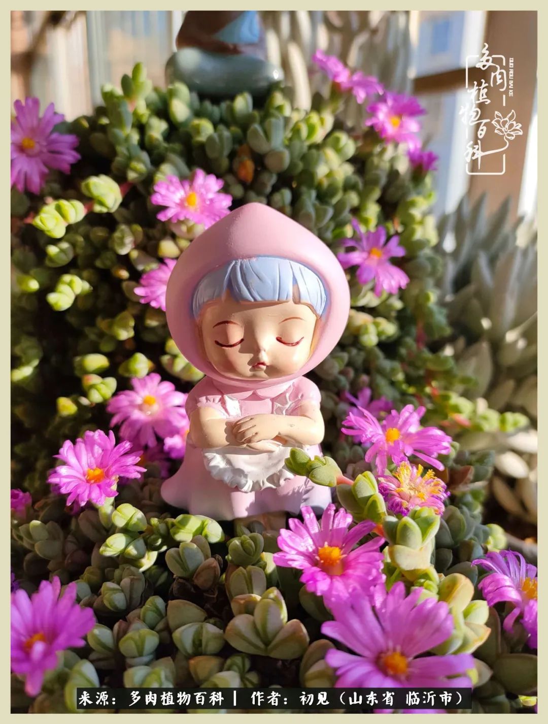 和多肉植物相伴,和多肉相处的心情