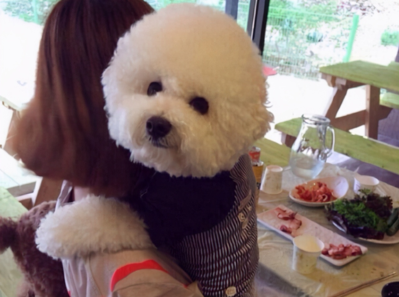 比熊开心视频,比熊开心的叫声