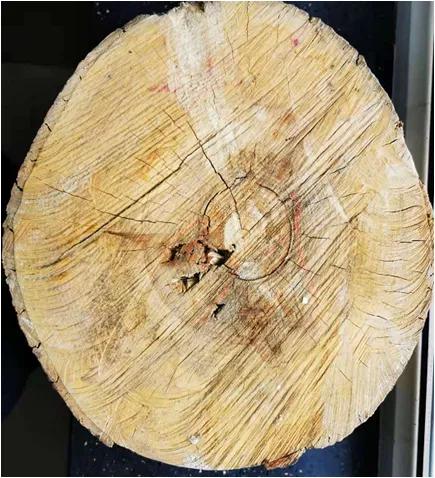 俄罗斯杨木去哪买,俄罗斯进口松木有哪几种