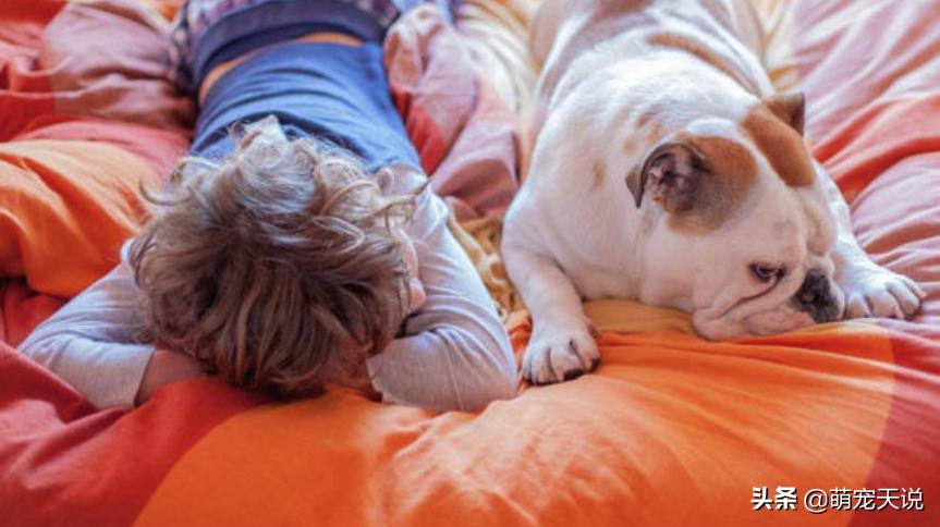 人与狗玩耍的禁忌,人与狗相处的禁忌