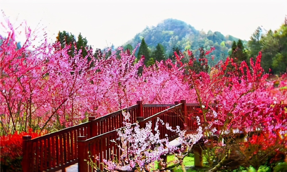 贵州遵义的a级景区有哪些,贵州遵义5a级旅游景点