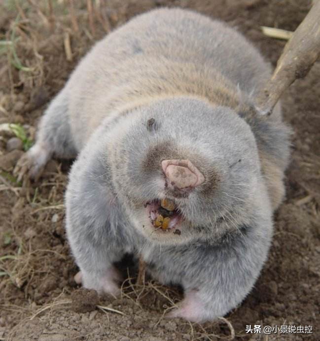 鼹鼠地鼠老鼠,鼹鼠和鼢鼠的区别图片