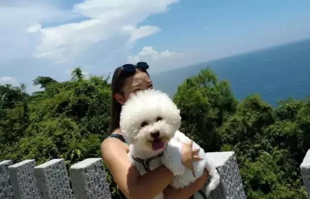 分手后养的宠物怎么处理,两个人分手一起养的宠物怎么办