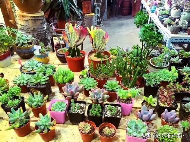 石家庄批发市场可以批发什么呢,石家庄周边县有哪些年货市场