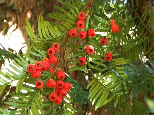 红豆杉最适合的地区,红豆杉树为什么那么珍贵