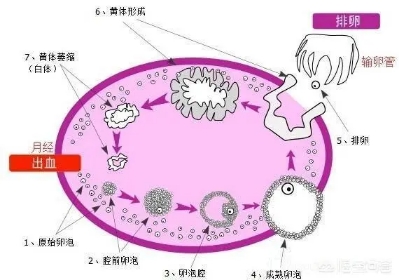 怎么区分黄体破裂和其他腹痛症状,黄体破裂腹痛减轻了还用去医院吗