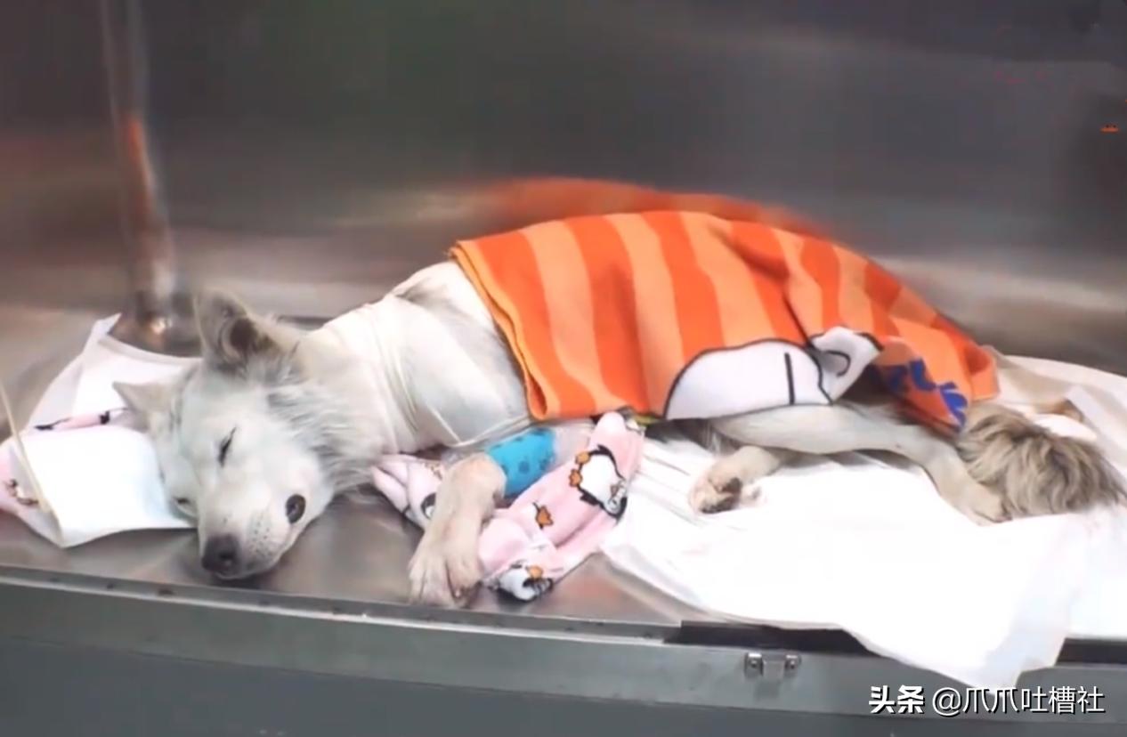 流浪狗身体长了瘤,流浪狗得肿瘤被主人遗弃