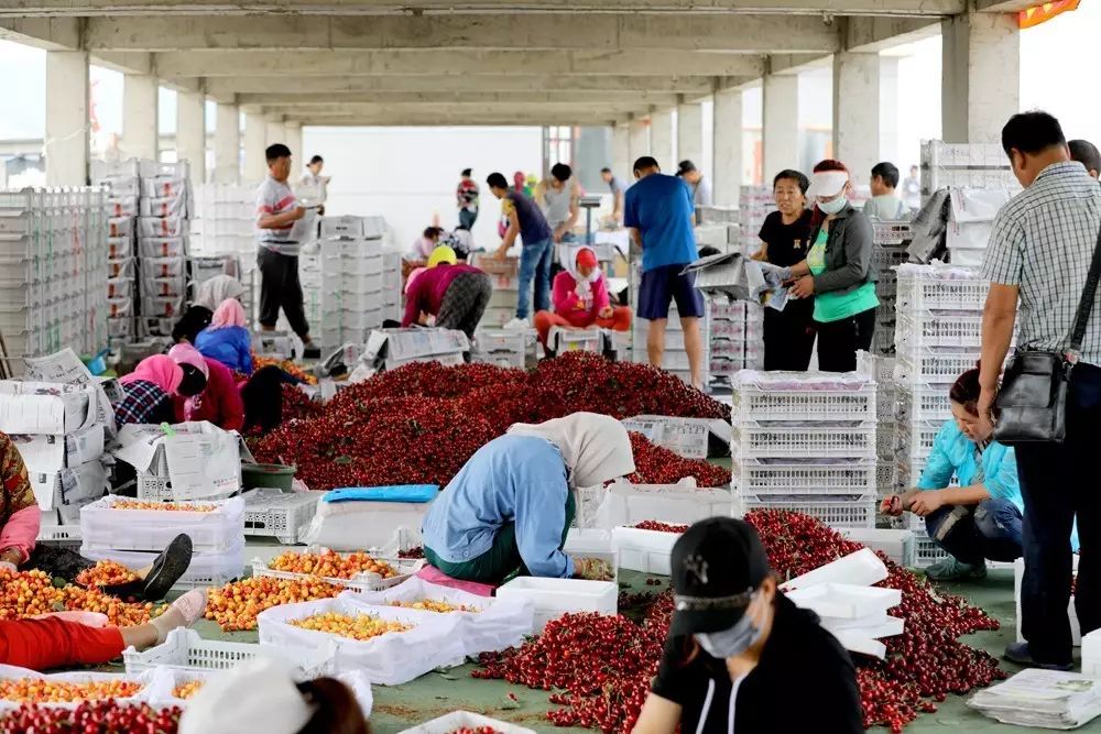 六月流火更流金,七顶山大樱桃开启“嗨购”“乐购”“云购”模式