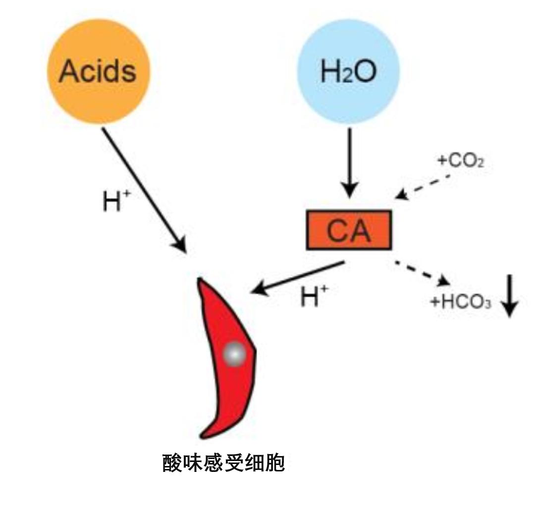 水有气味吗,水有颜色吗有味道吗