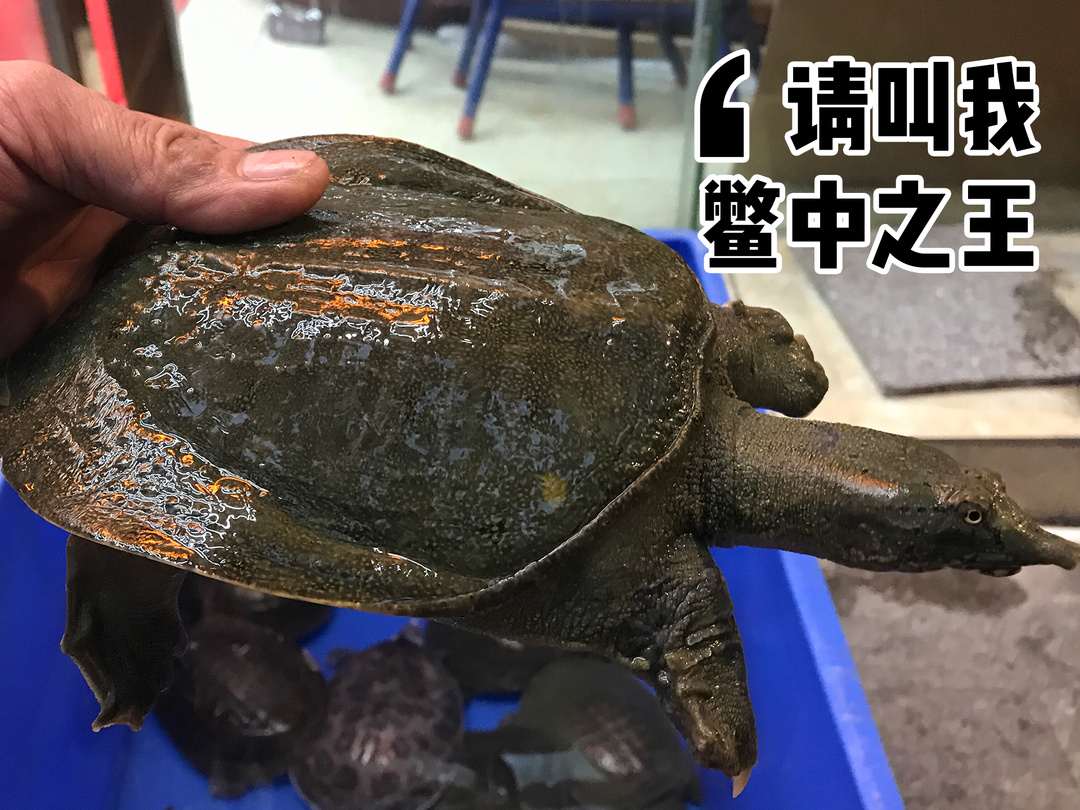 十年老店撩翻盐步人，花30+元就能吃撑！