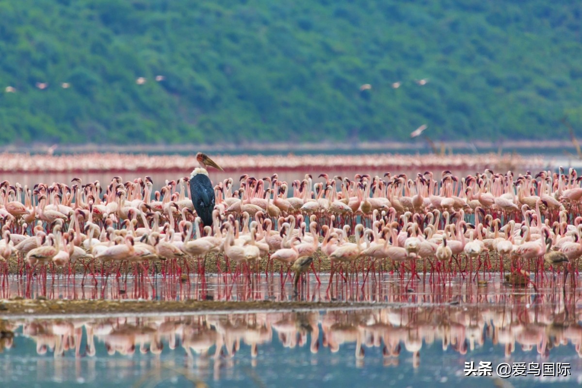 观鸟作品,观鸟优秀作品