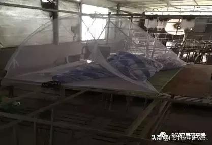 猪场拔牙成功案例,猪场拔牙