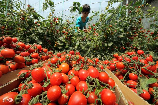 西红柿移栽后秧苗不长叶片萎蔫,西红柿移栽后叶子不伸展