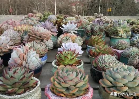 公共楼顶养多肉怎么防盗,多肉放楼顶会不会夏天晒死