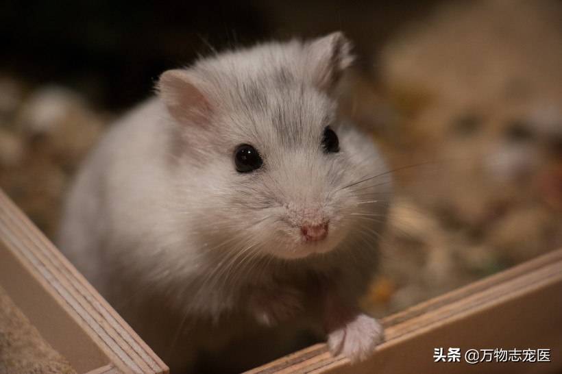 仓鼠的一些常见病和解决办法,养仓鼠的注意事项和常识