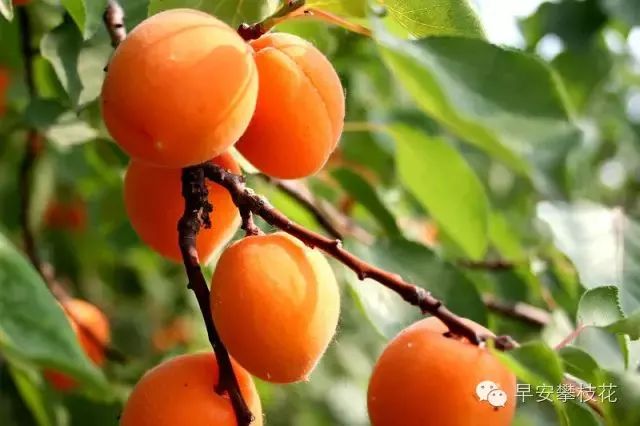 攀枝花哪种水果好吃 (攀枝花两种美味水果)