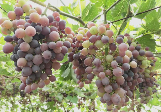 果园新型机械化机器图,小型多功能果园专用机器