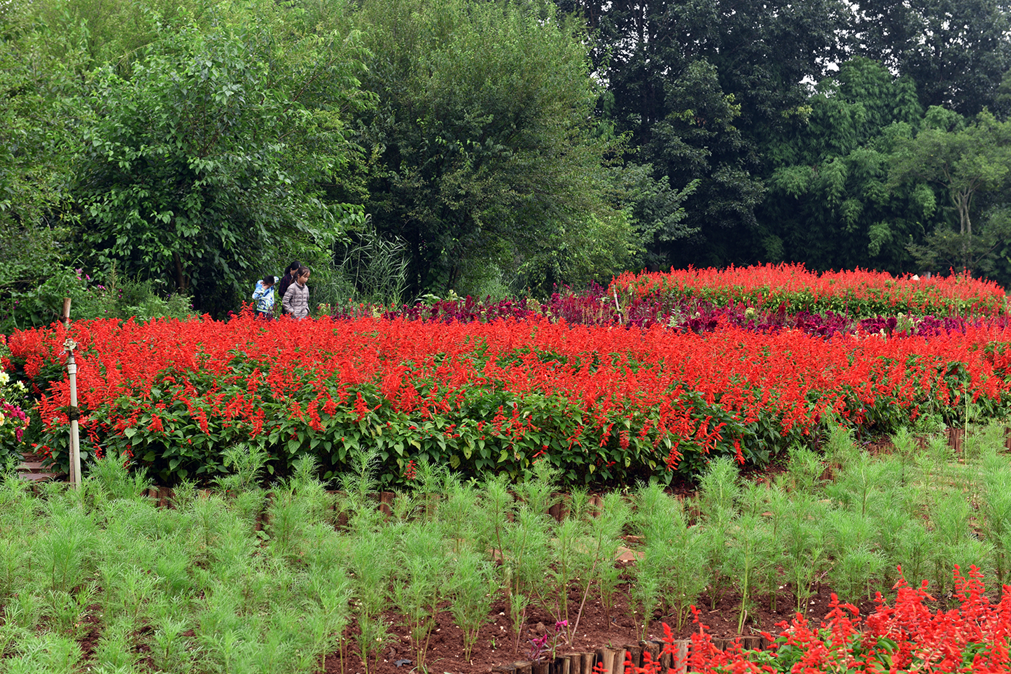 昆明薰衣草花海,昆明紫色花海旅游攻略