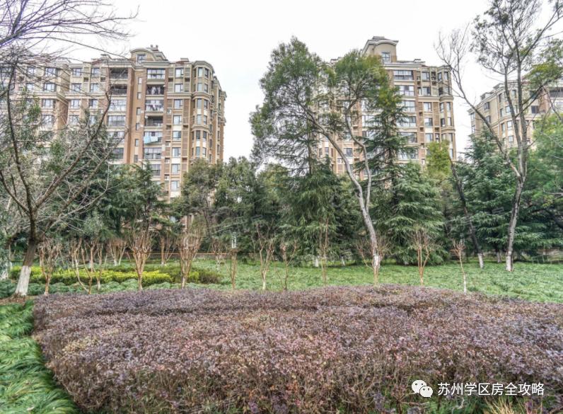 择校攻略|周边别墅成群的金鸡湖学校