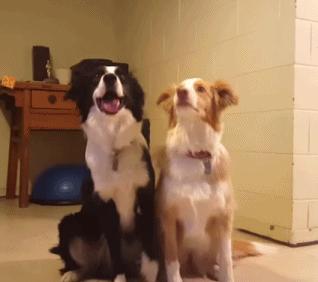 家里的狗狗掉毛,边牧狗掉毛家里怎么打理